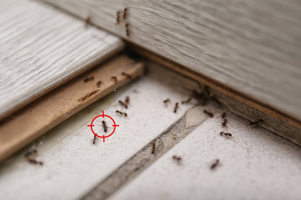 Best Termite Control Services  in Barrington, IL