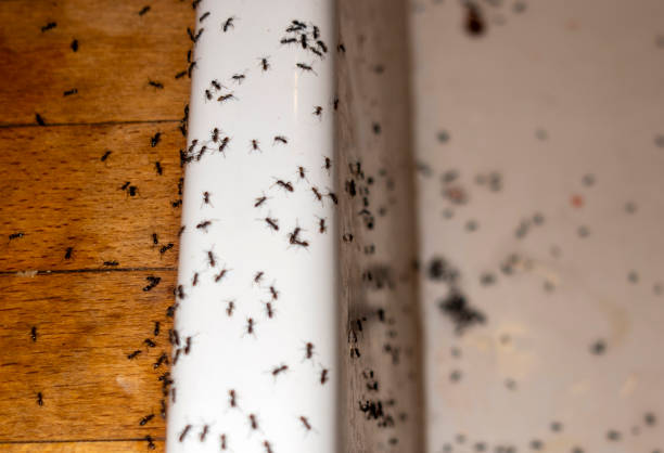 Best Wasp Removal Services  in Barrington, IL